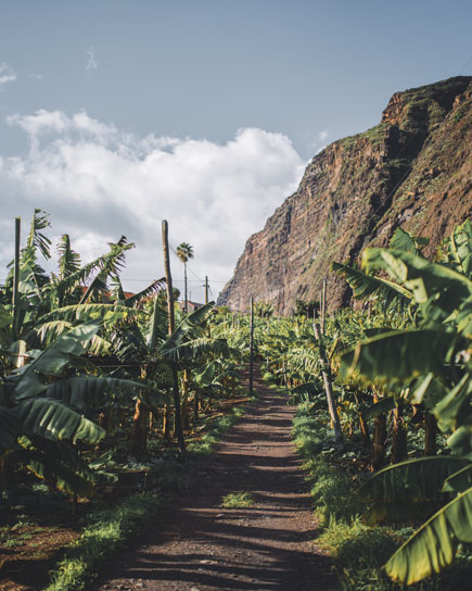 madeira banana tree