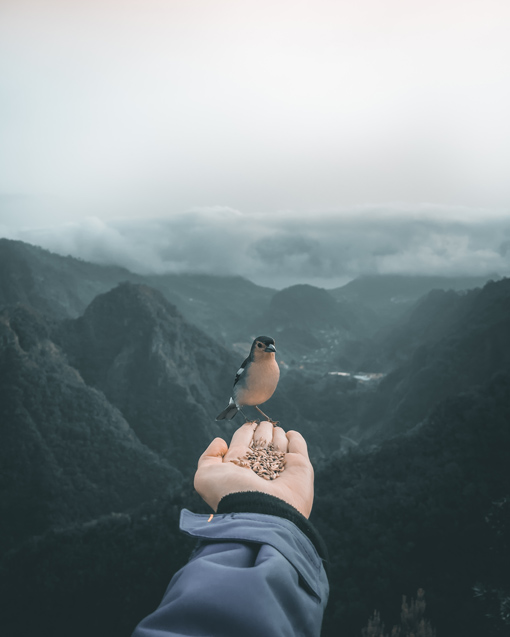 pajaro comiendo de la mano en mirador dos Balcoes