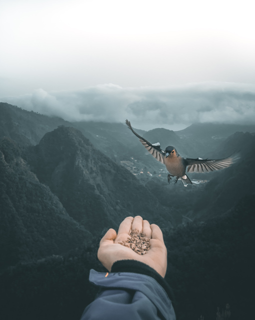 bird flying at the Mirador dos Balcoes viewpoint