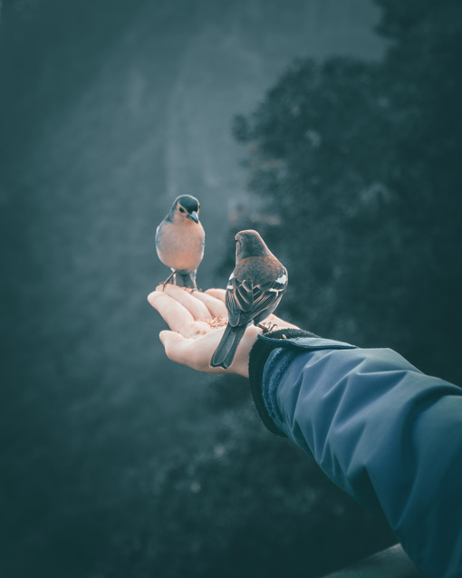 dos pájaros comiendo en una mano